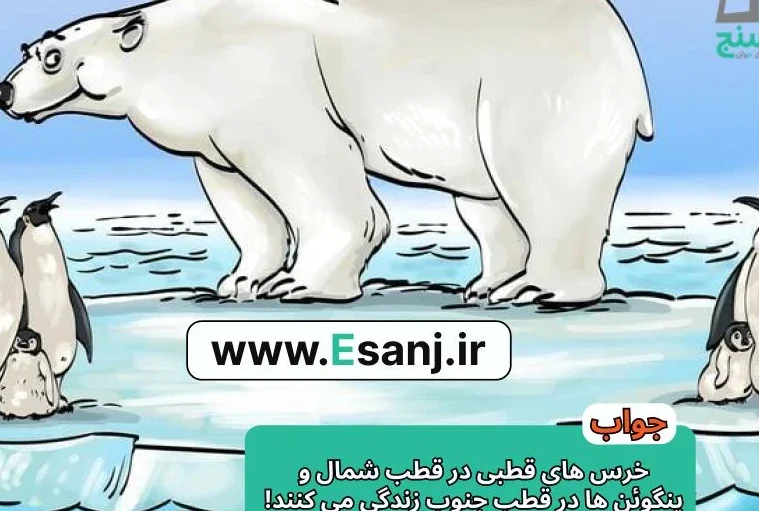پاسخ پازل خرس سفید
