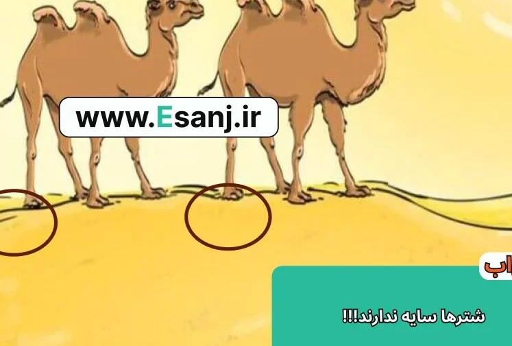 پاسخ پازل شترهای تشنه